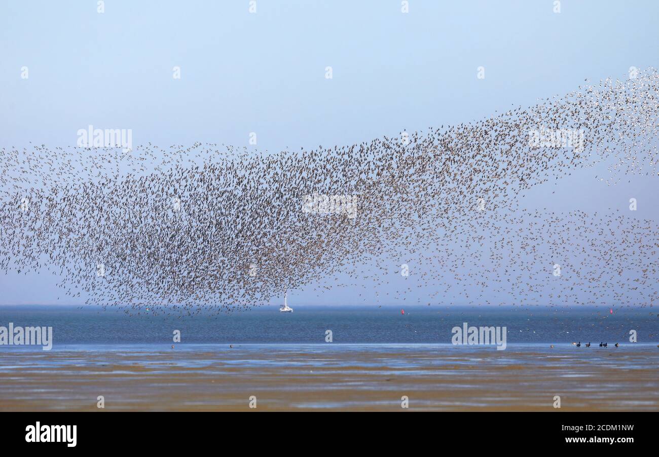 dunlin (Calidris alpina), grande flock di volo sopra l'appartamento di marea, Paesi Bassi, Frisia Foto Stock