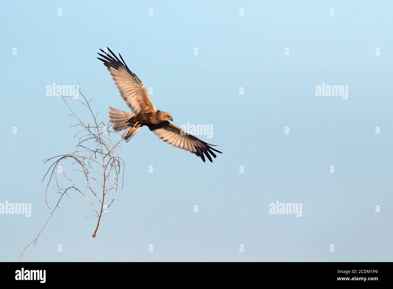 Western Marsh Harrier (Circus aeruginosus), maschio volante con nidificazione materiale nelle frizioni, Paesi Bassi, Lauwersmeer National Park Foto Stock
