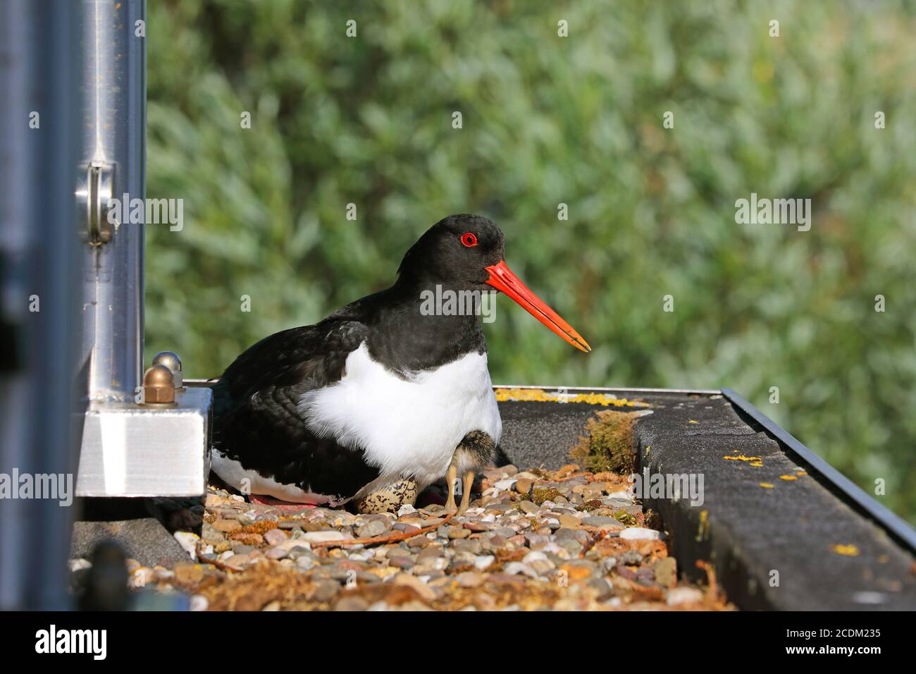 Oystercatcher palaeartico (Haematopus ostralegus), con pulcino e frizione su un baldacchino, Paesi Bassi, Frisia, Makkum Foto Stock