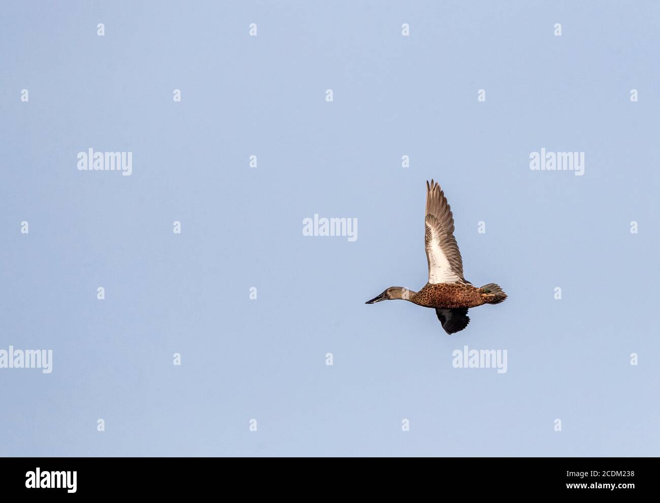 Australian Shoveler (spatola rynchotis variegata, spatola variegata), femmina in volo, Nuova Zelanda, Miranda Foto Stock