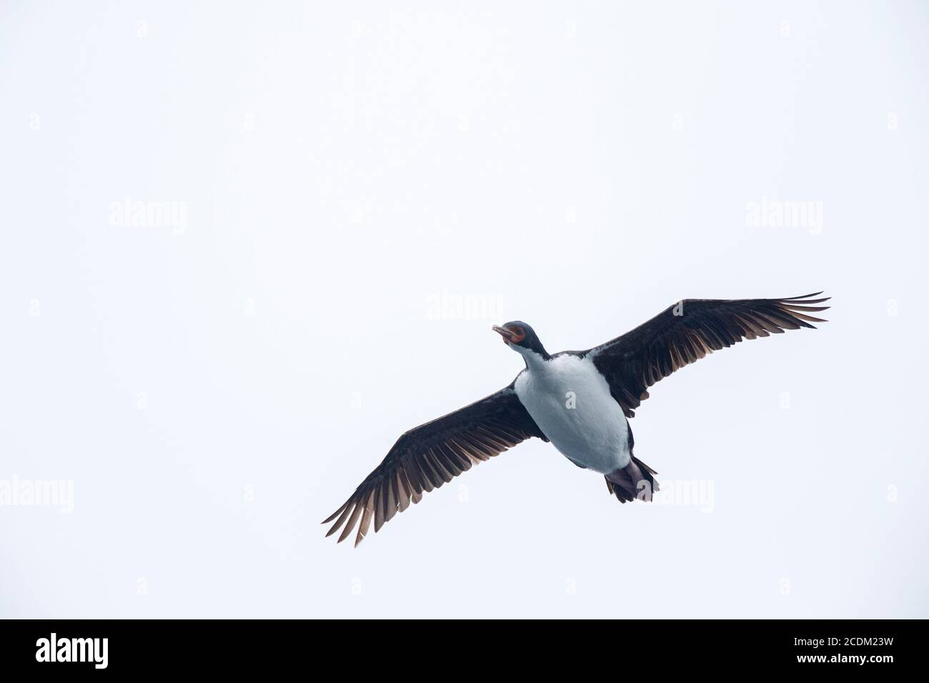 Bounty Shag, Bounty Island Shag (Phalacrocorax ranfurlyi, Leucocarbo ranfurlyi), adulto in volo, visto da sotto, Nuova Zelanda, Isole Bounty Foto Stock