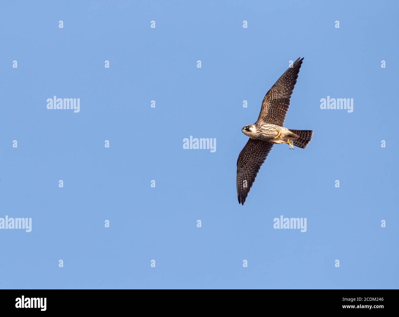Hobby settentrionale (Falco subbuteo), primo inverno eurasiatico Hobby in volo, visto dal basso, Bulgaria, Bourgas Foto Stock
