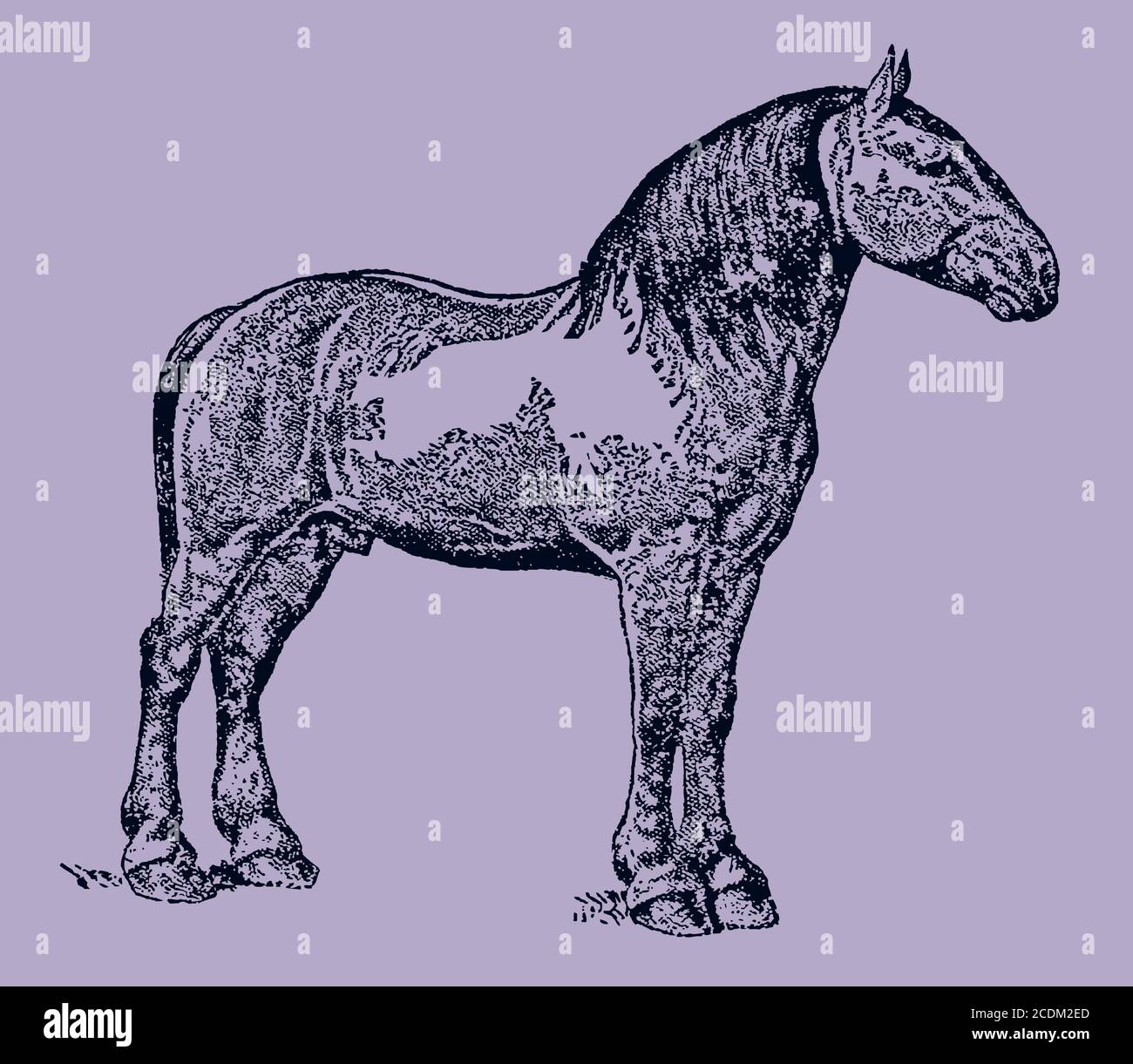 Percheron draft cavallo in vista laterale su uno sfondo viola-grigio, dopo un'antica illustrazione del 19 ° secolo. Modificabile nei livelli Illustrazione Vettoriale