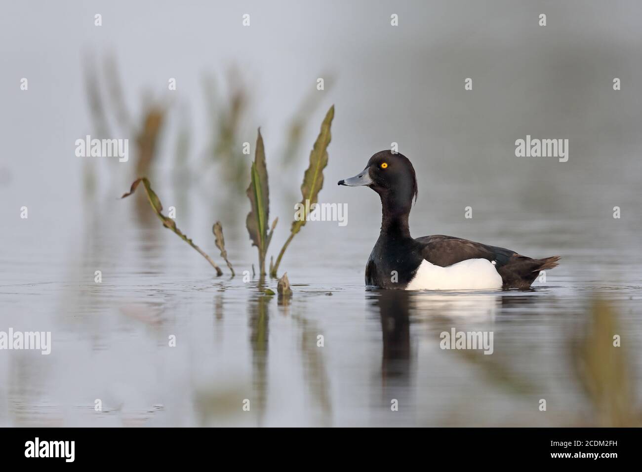 Anatra tufted (Aythya fuligula), drake nuoto, Paesi Bassi, Frisia, Lauwersmeer National Park Foto Stock
