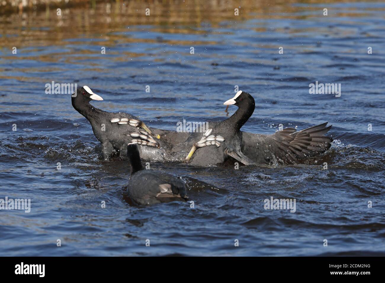 Piede nero (Fulica atra), lotta territoriale di due maschi in acqua, vista laterale, Paesi Bassi, Frisia Foto Stock