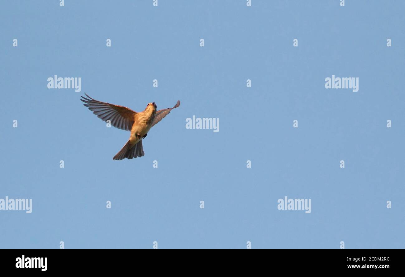 Flycatcher macchiato (Muscicapa striata), in volo, in volo, a mezz'aria, inseguire insetti, Danimarca Foto Stock