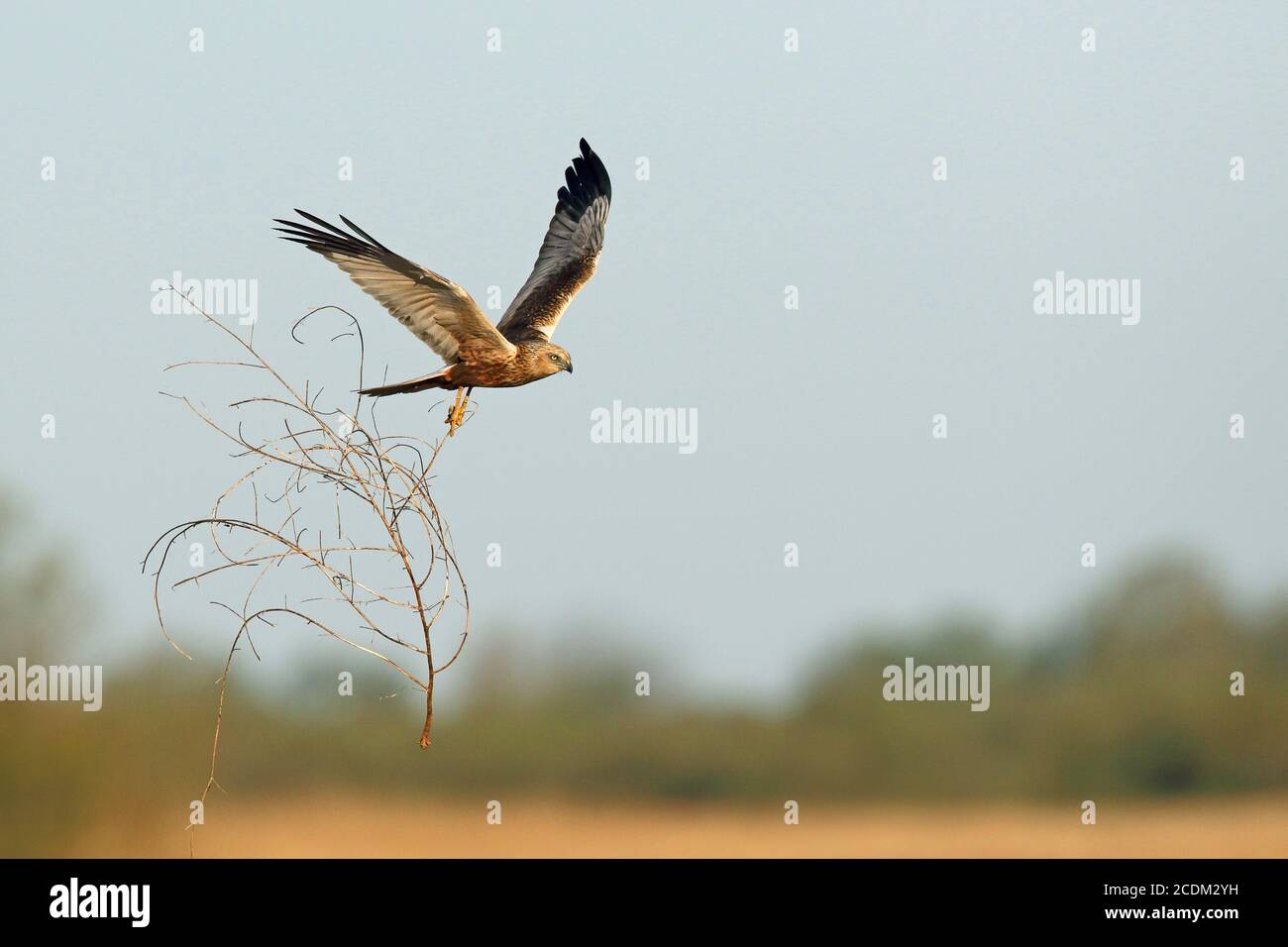 Western Marsh Harrier (Circus aeruginosus), maschio volante con nidificazione materiale nelle frizioni, Paesi Bassi, Lauwersmeer National Park Foto Stock
