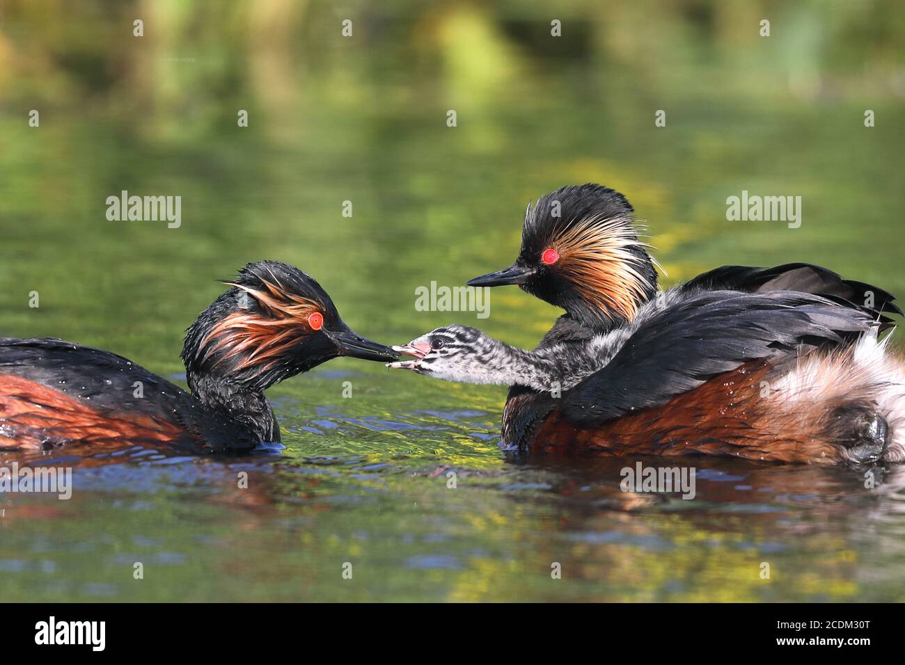 Grebe a collo nero (Podiceps nigricollis), coppia di nuoto con pulcino, pulcino è alimentato, Paesi Bassi, Groningen Foto Stock