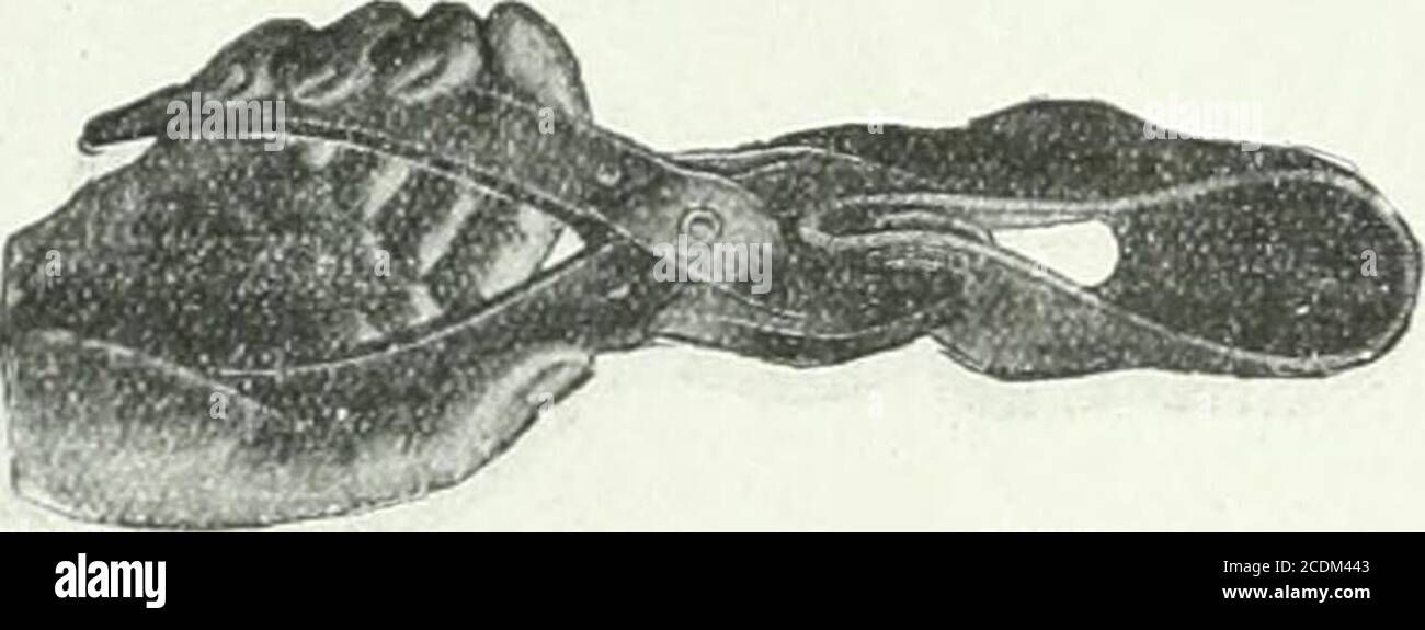 . Rivista mineraria e ingegneristica S.A.. Con un orgoglio perdonabile i produttori rivisono gli ottanta orecchi che queste catene sono state in servizio in tutte le parti del theworld, in tutte le condizioni concepibili di suiface stradale, tenendo il loro proprio con un popolarity invidiabile e sempre crescente, wliich, brevemente, è attribuibile alla massima sim-licity incorporata nell'allegato, in combinazione con la natura efficace dei risultati ottenibili. Il ben noto non-skid di Parsons con cerchi laterali di filo e a zig-zag è stato uno dei primi atteinpts per preservare i motori-isti dal pericolo serio di scivolamento laterale. E w Foto Stock