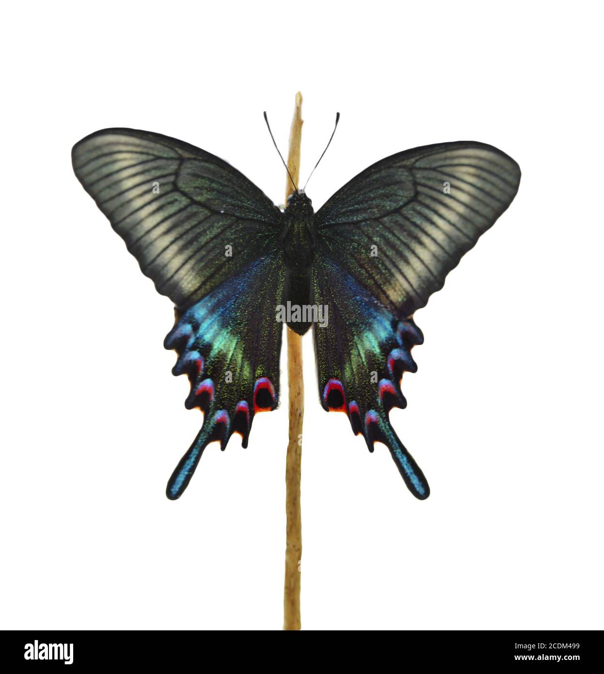 Old World Swallowtail Papilio machaon farfalla Foto Stock