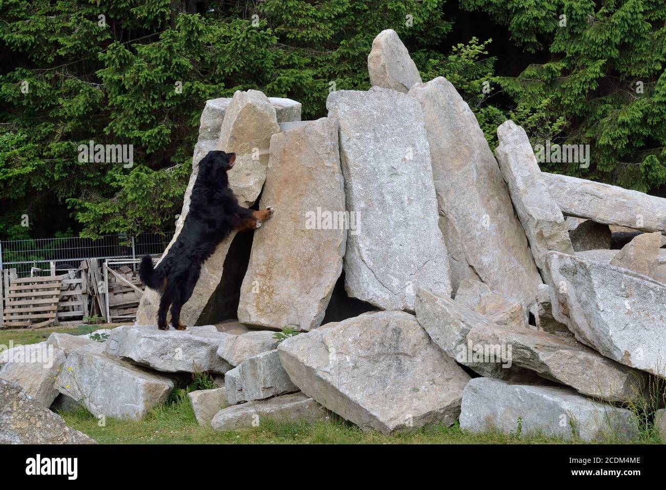 Bovaro del Bernese è addestrato come un cane di ricerca Foto Stock