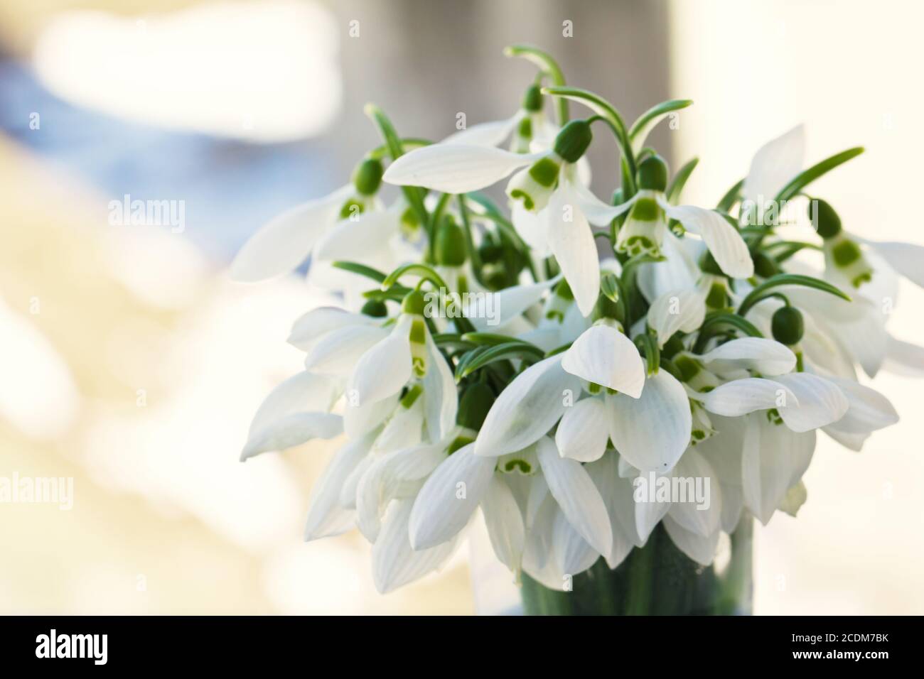 Bella snowdrop fiori soft focus Foto Stock