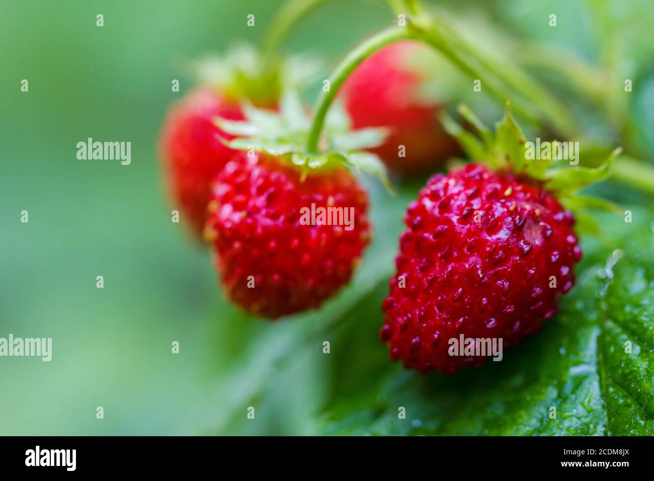 Fragole in natura da vicino. Foto Stock
