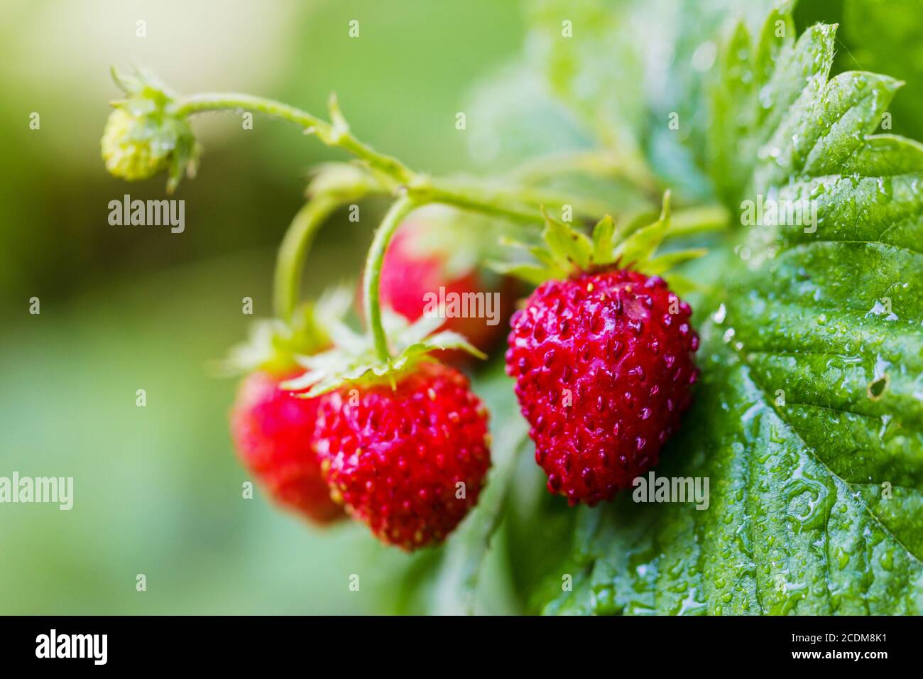 Fragole in natura da vicino. Foto Stock