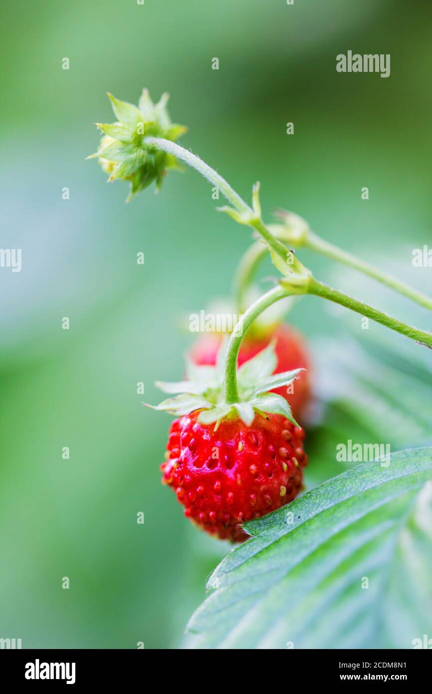 Fragole in natura da vicino. Foto Stock