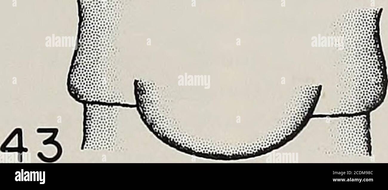 . Memorie della American Entomological Society . Figure 38-43.-/. Katmaiensis. 38. testa e pronoto adulti (scala: 1 mm = 0,05 mm). 39. vescicola maschile e ottavo sterno (1 mm = 0,02 mm). 40. termini maschi-in-alia, aspetto dorsale (1 mm = 0,02 mm). 41. Aedeagus maschile, aspetto laterale, A.proximal spinulae concentrato, spinulae stout, B. lobo meso-posteriore appiattito grande, C. banda stretta di spinulae stout lungo, D. cerotto sparso di spinulae spinulae verylarge, E. lobo conico anteriore grande, F. processi metramificati tubolari dorsali lunghi (1 mm = 0,02 mm). 42. paraproct maschio, aspetto laterale (1 mm =.01 mm Foto Stock