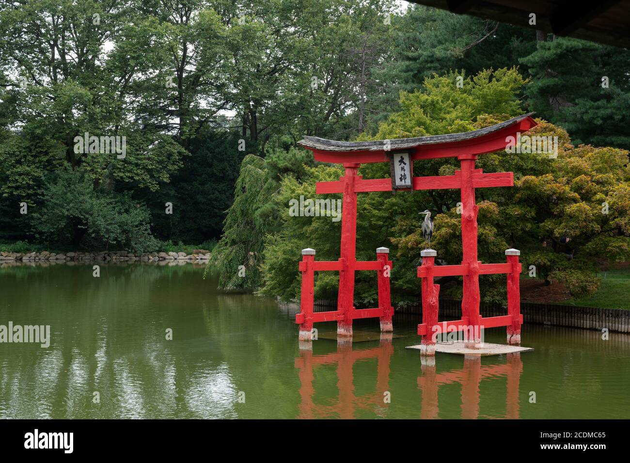 Un grande airone blu si siede sul torri di legno a. Il Japanese Hill-and-Pond Garden al Brooklyn Botanic Garden in New York Foto Stock