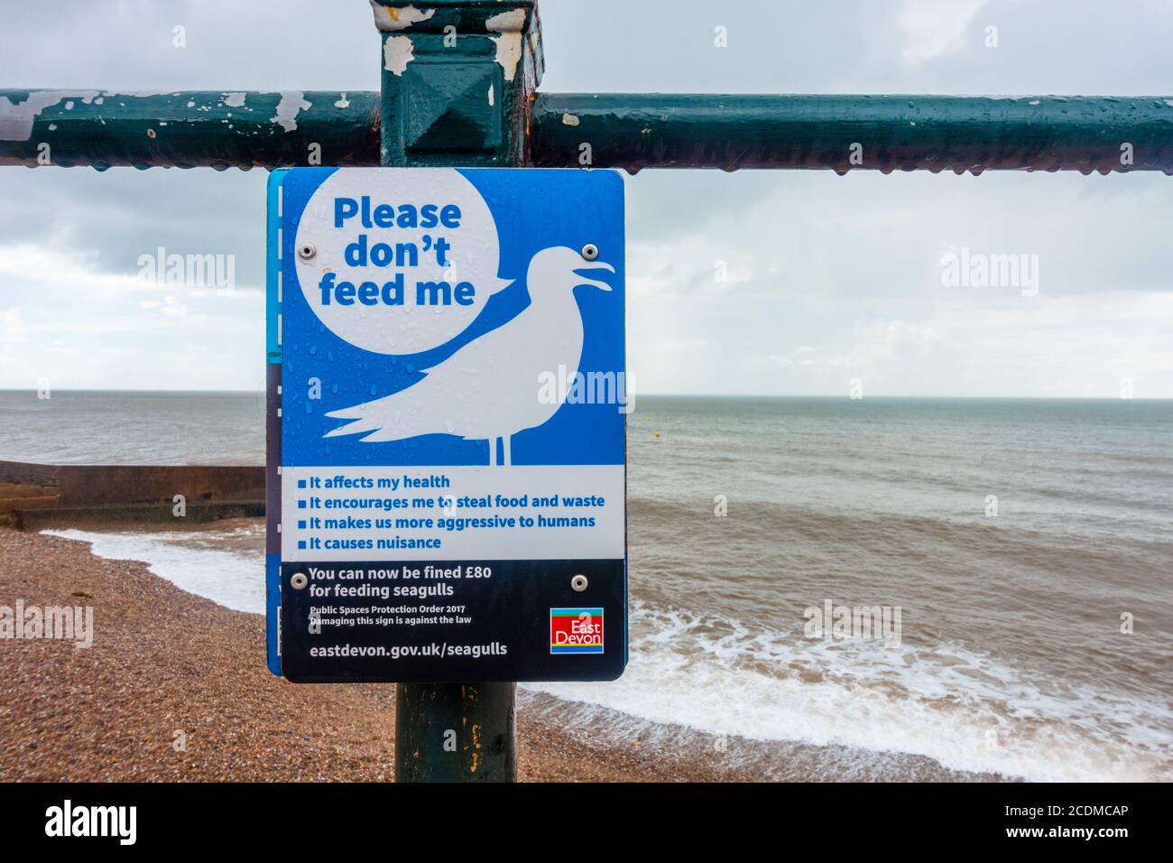 Un avviso attaccato alle ringhiere vicino alla spiaggia a Sidmouth nel Devon del sud, il Regno Unito avverte la gente di non dare da mangiare ai gabbiani. Foto Stock