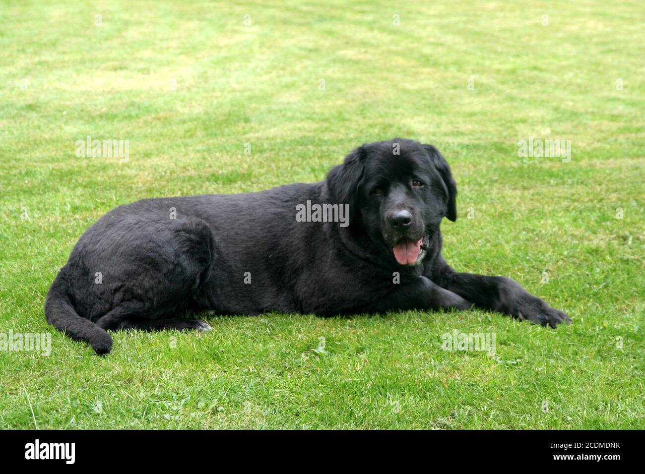 cane nero Foto Stock
