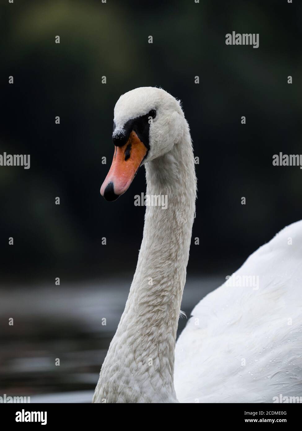 Closeup di un cigno muto sul fiume Moldava a Praga, Repubblica Ceca Foto Stock