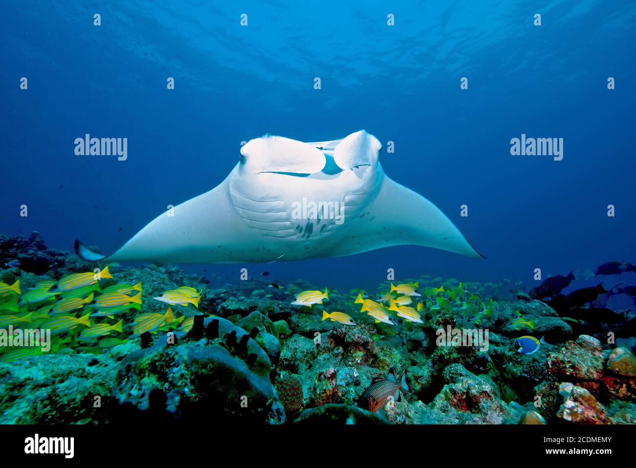 Manta birostris (Manta birostris) e pesce corallo sulla barriera corallina, Maldive, Oceano Indiano Foto Stock