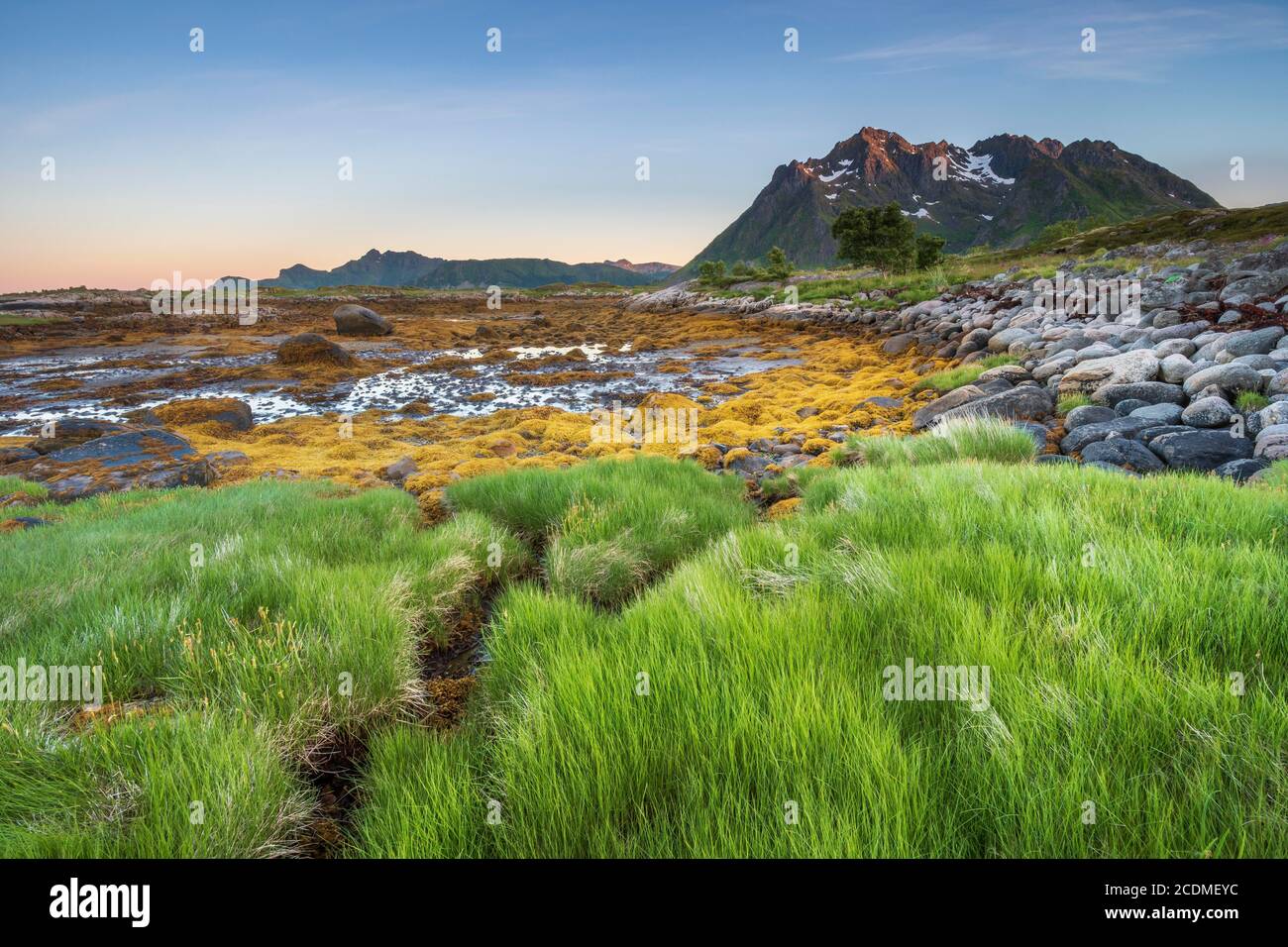 Costa rocciosa con erba e alghe, dietro le montagne di Lofoten, Valberg, Lofoten, Nordland, Norvegia Foto Stock