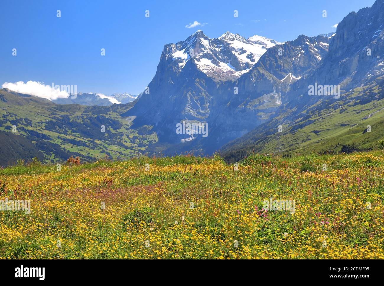Prato di montagna in fiore su Kleine Scheidegg con Wetterhorn, Patrimonio Naturale dell'Umanità dell'UNESCO, Wengen, Jungfrau regione, Alpi Bernesi, Bernese Foto Stock
