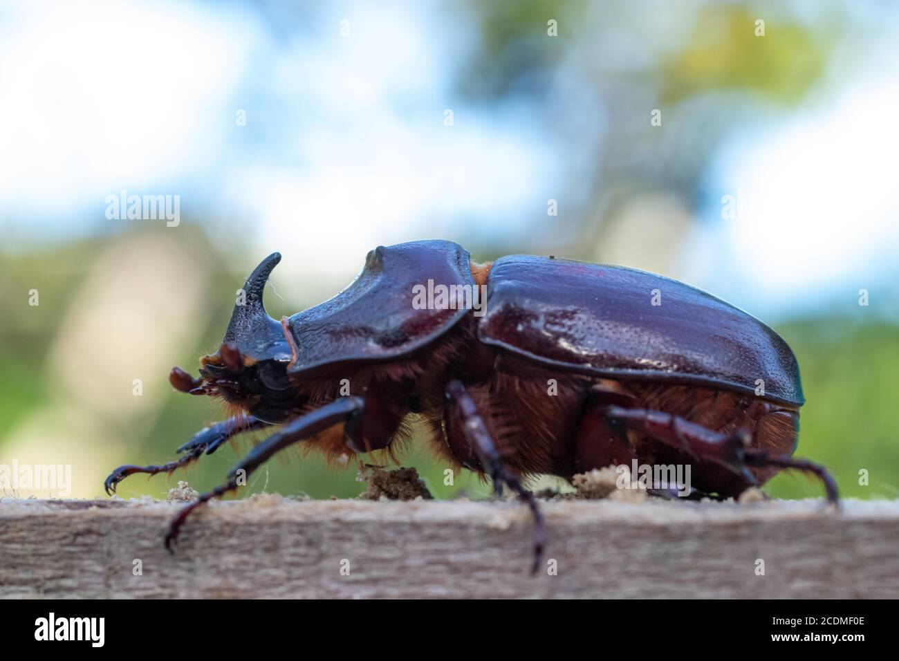 Beetle europeo di rinoceronte (Oryctes nasicornis) Famiglia Scarab (Scarabaeidae), Germania, Pomerania occidentale Foto Stock