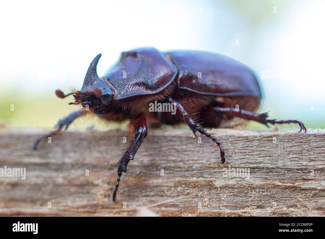 Beetle europeo di rinoceronte (Oryctes nasicornis) Famiglia Scarab (Scarabaeidae), Germania, Pomerania occidentale Foto Stock