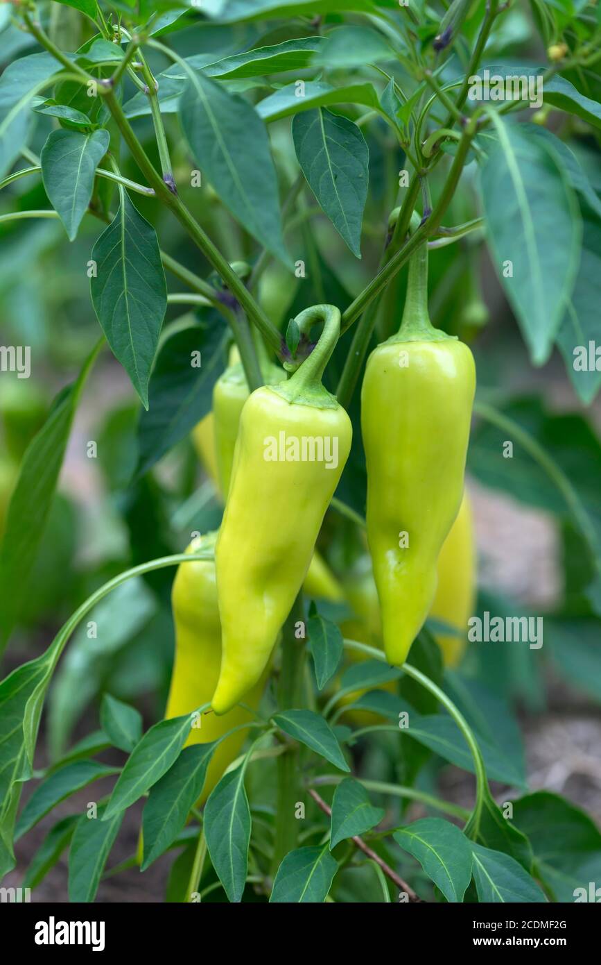 Peperoni verdi (Capsicum frutescens), Germania Foto Stock