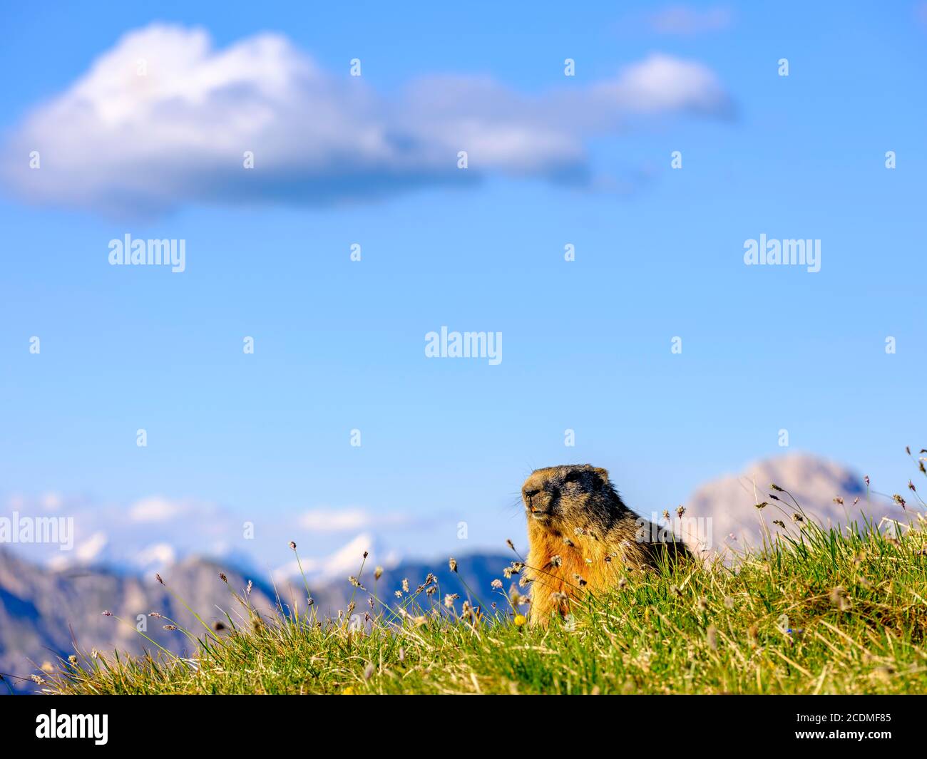 Marmotta alpina (Marmota marmota) in habitat naturale, Seceda, Dolomiti, Alto Adige, Italia Foto Stock