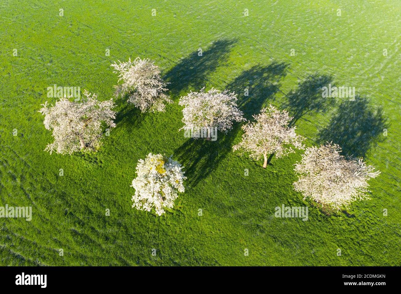 Ciliegi fioriti in un prato, vicino a Bad Feilnbach, registrazione di droni, alta Baviera, Baviera, Germania Foto Stock