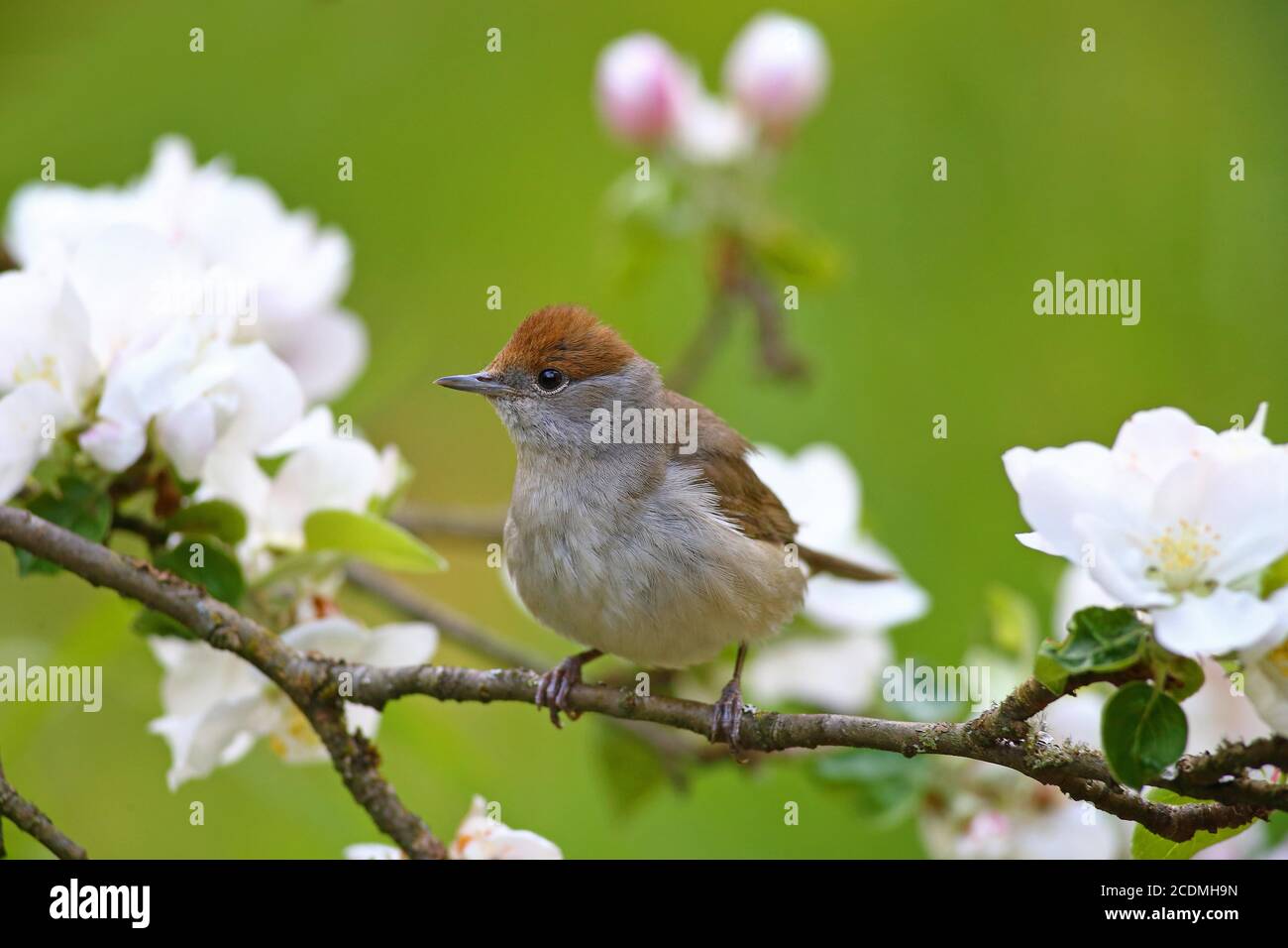 Blackcap (Sylvia atricapilla ), femmina sul ramo della mela fiorito, Germania Foto Stock