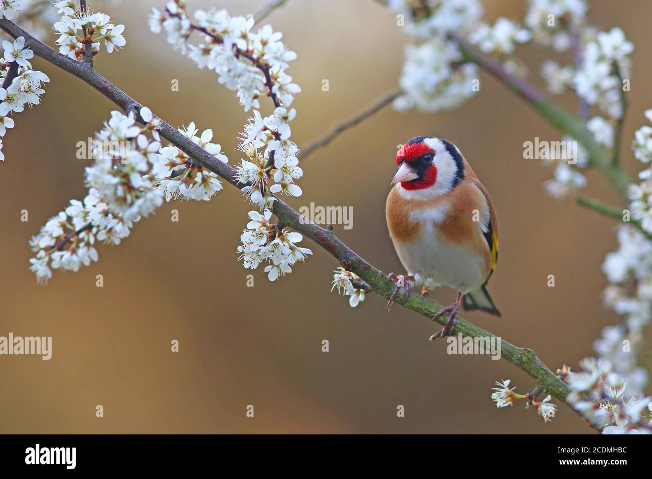 Il briciolo europeo (Carduelis carduelis) sul ramo della spina nera in fiore, Solms, Assia, Germania Foto Stock