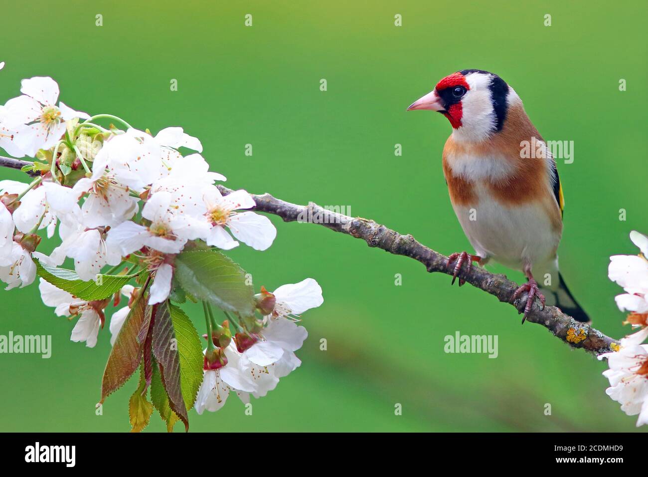 L'orafo europeo (Carduelis carduelis) sul ramo della ciliegia in fiore, Solms, Assia, Germania Foto Stock