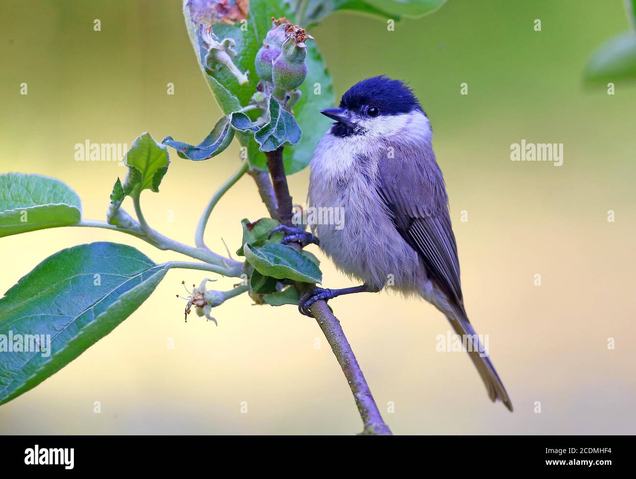 Marsh Tit (Parus palustris) seduta su un ramo di mela, Germania Foto Stock