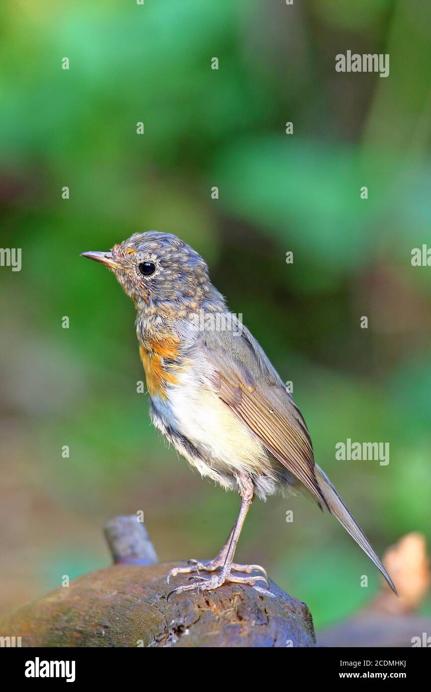 Rapina europea (Erithacus rubbecula ), uccello giovane seduto su una radice, Germania Foto Stock
