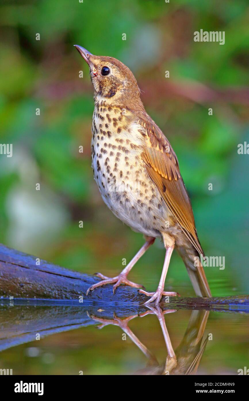 Song thrush (Turdus philomelos) si trova su un ramo in acque poco profonde, in Germania Foto Stock