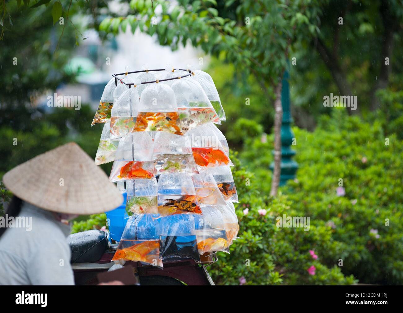 Donna vietnamita che vende pesce acquario Foto Stock