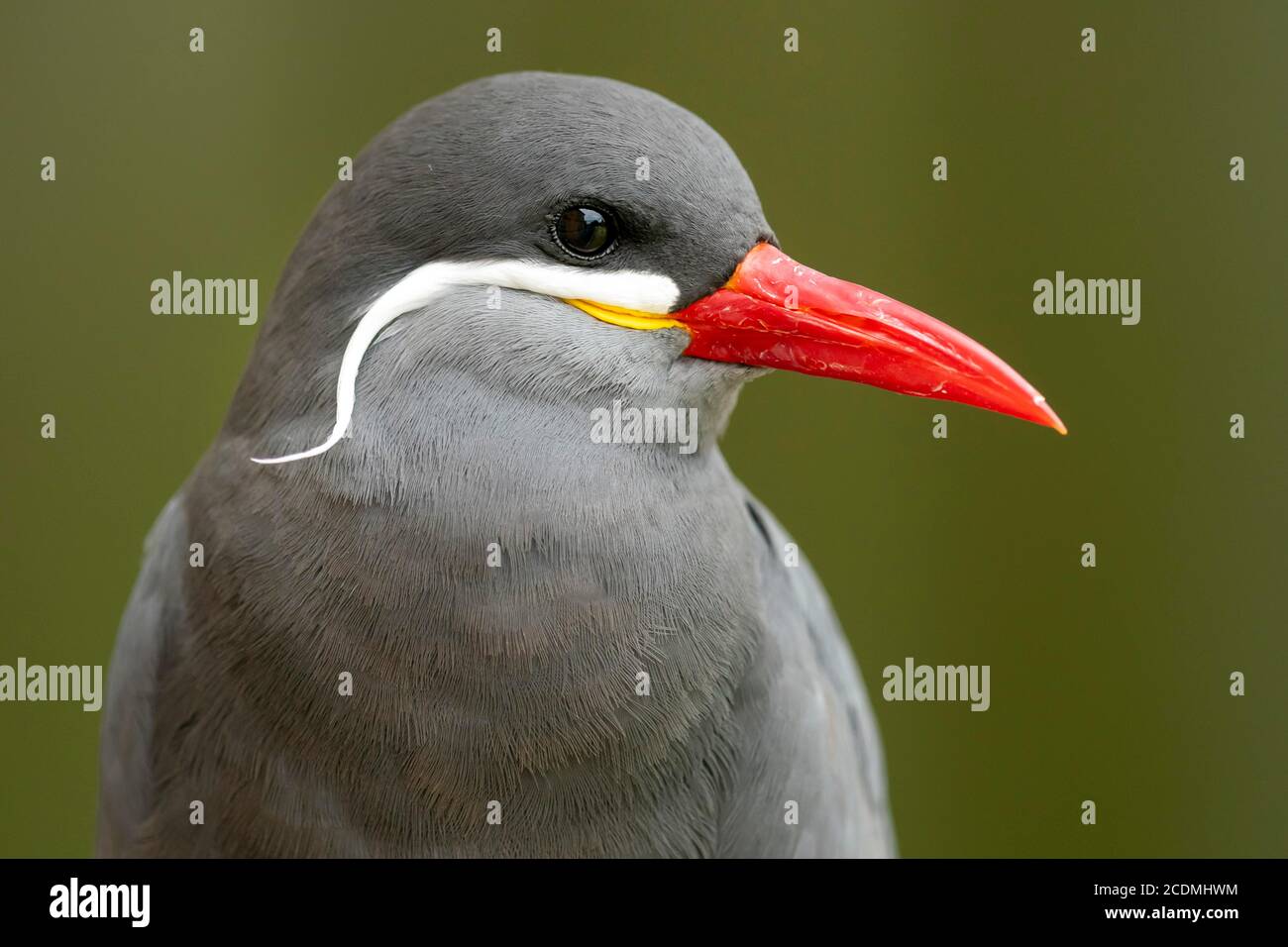 Inca tern (Larosterna Inca), animale ritratto, Germania Foto Stock