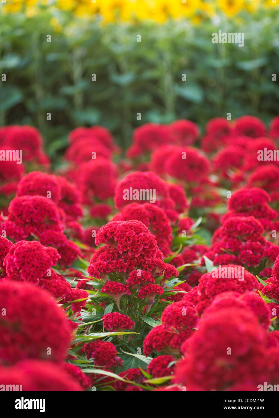 molti fiori rossi di cockscomb (celosia) Foto Stock