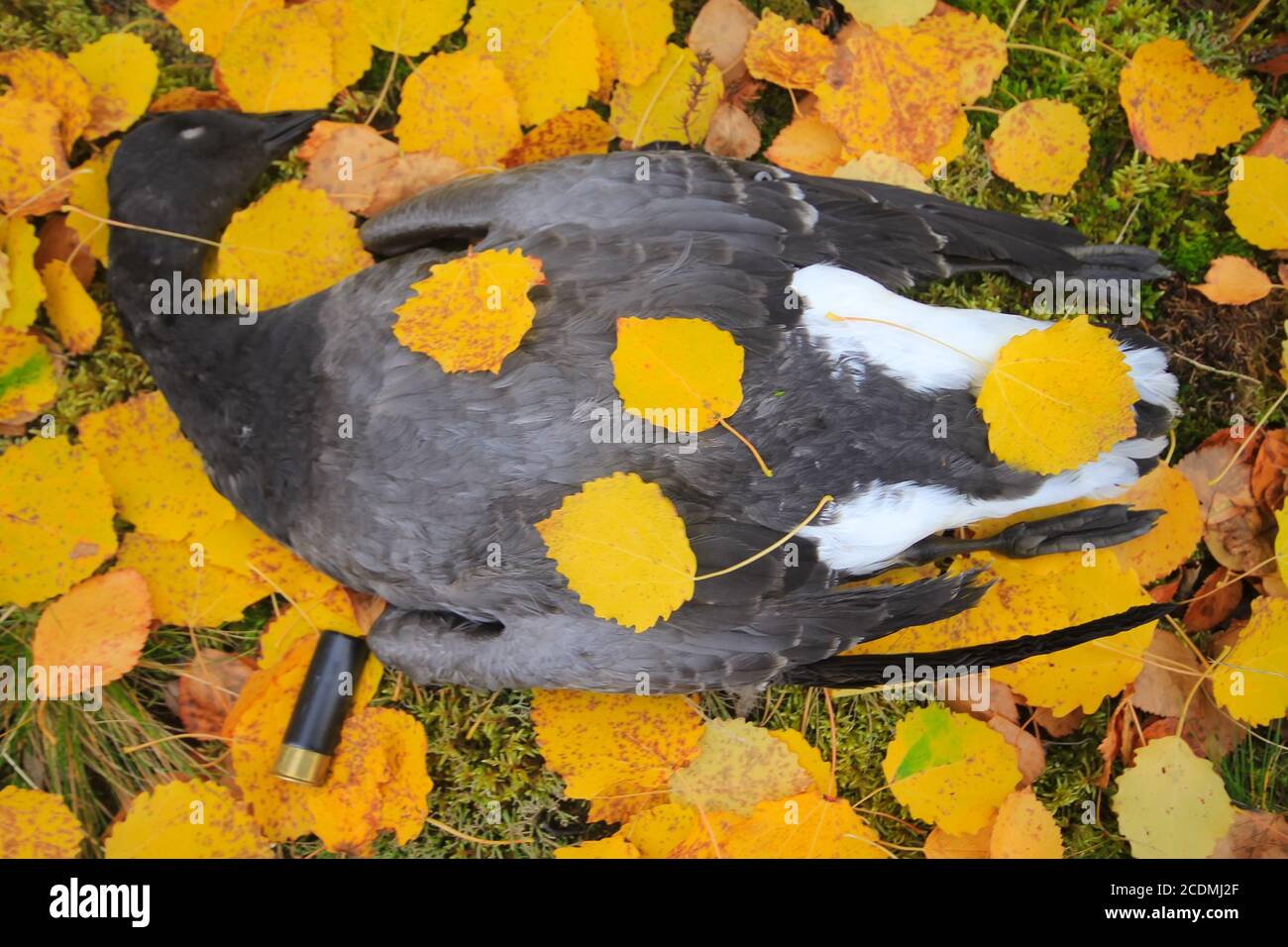 I trofei di caccia del Nord di oche Foto Stock