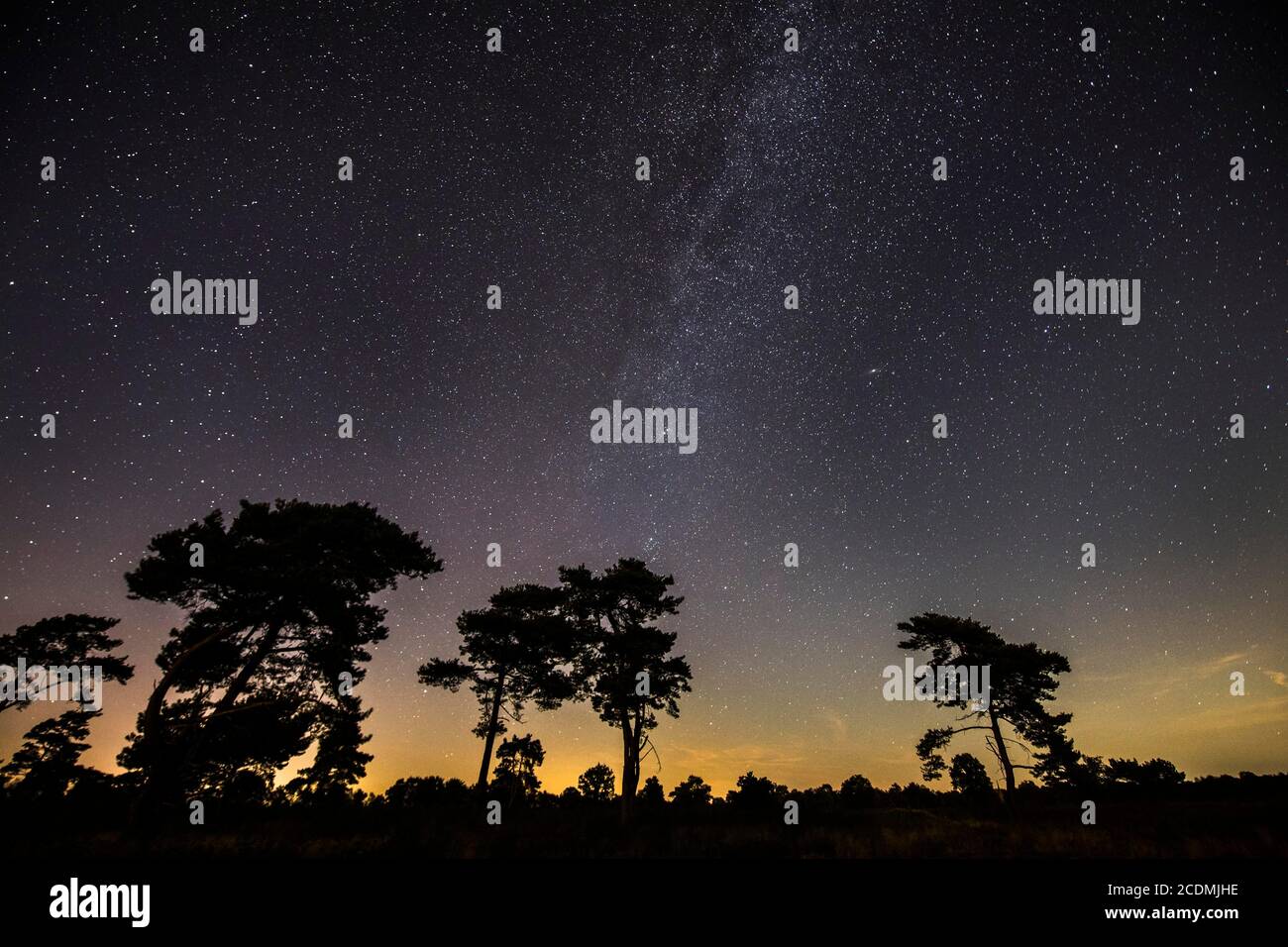 Cielo stellato con strada lattiginosa (Pinus) il Vénner Moor, Voerden, bassa Sassonia, Germania Foto Stock