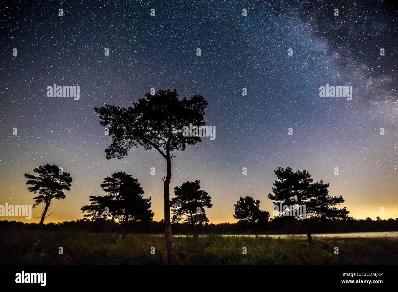 Cielo stellato con strada lattiginosa (Pinus) il Vénner Moor, Voerden, bassa Sassonia, Germania Foto Stock