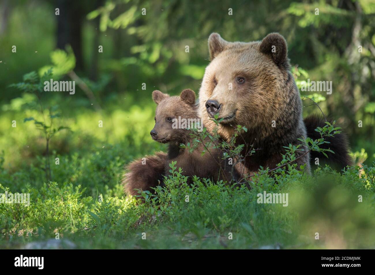 Femmina (Ursus arctos) con prole in foresta boreale di conifere, orso giovane, bambino, carino, Suomussalmi, Carelia, Finlandia Foto Stock