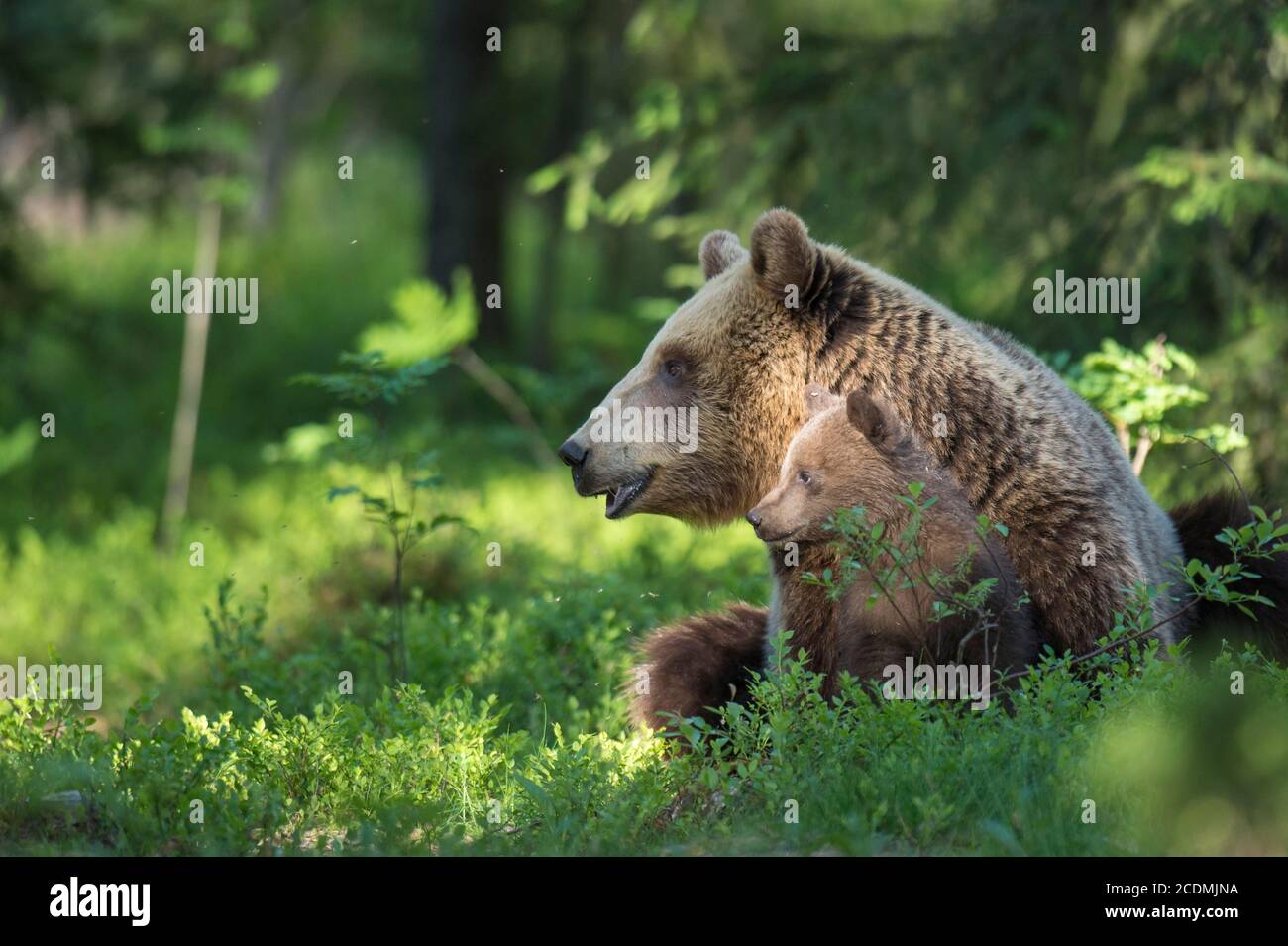 Femmina (Ursus arctos) con prole in foresta boreale di conifere, orso giovane, bambino, carino, Suomussalmi, Carelia, Finlandia, Europa Foto Stock
