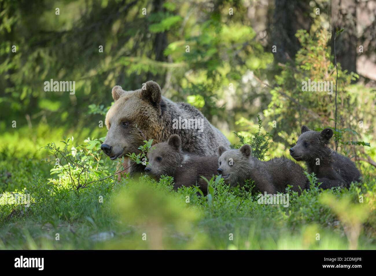 Femmina (Ursus arctos) con prole in foresta boreale di conifere, orso giovane, bambino, carino, Suomussalmi, Carelia, Finlandia, Europa Foto Stock