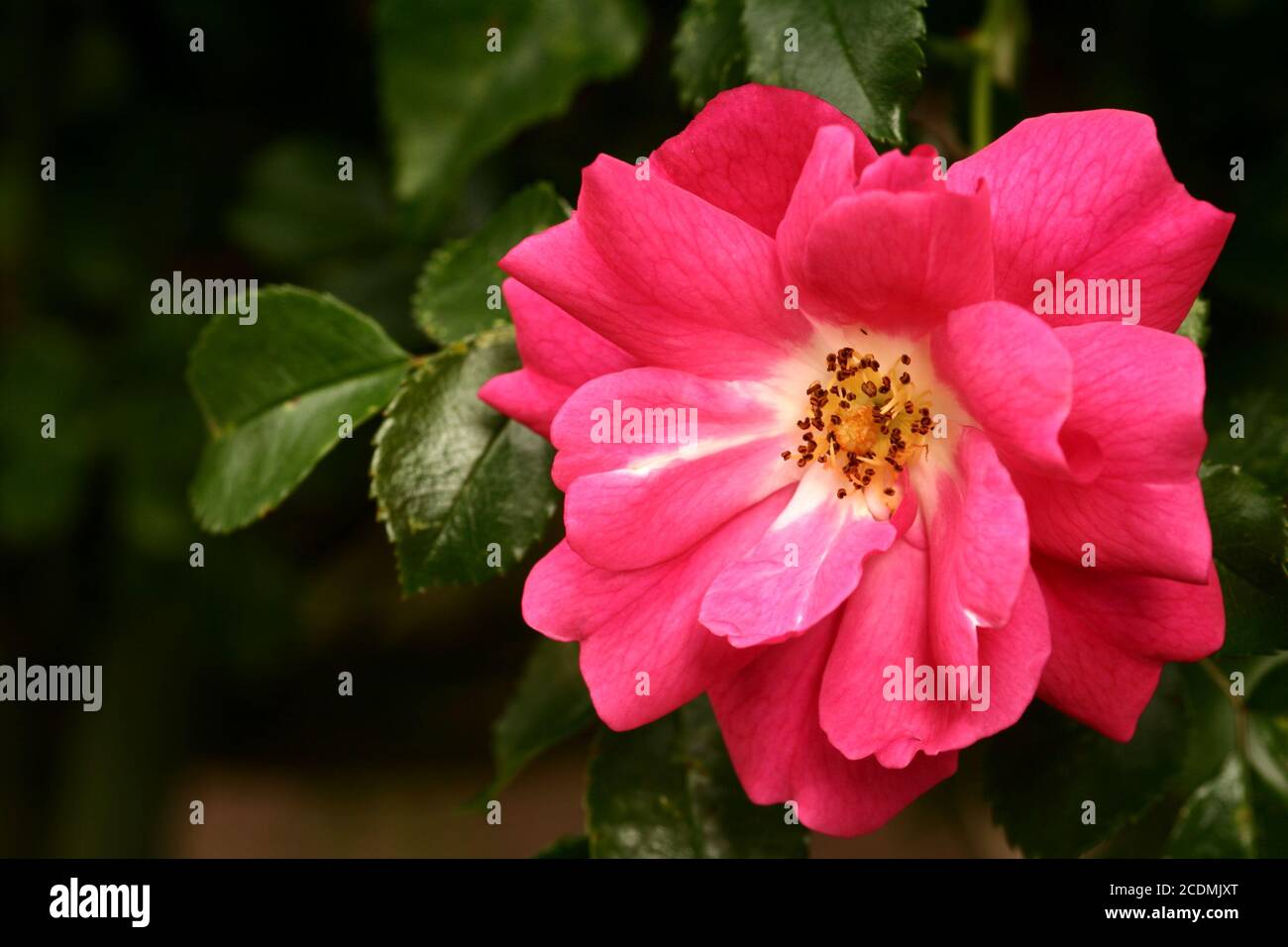 colore rosa è aumentato Foto Stock