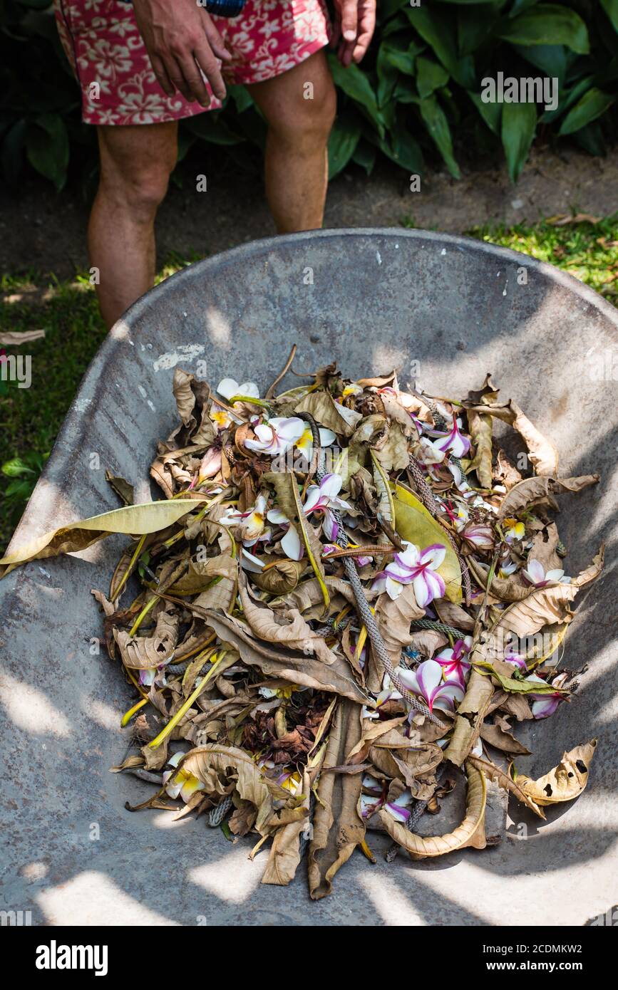 Giovane uomo in pantaloncini rossi e un berretto rosso che fa il giardinaggio manuale mettendo le foglie secche in un carriola. Rifiuti di giardino raccolti durante covid-19 blocco. Foto Stock