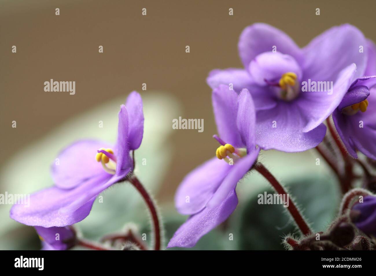 Violetta africana Foto Stock